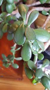 Do not leave the jade plant sitting in water. Ask A Question Forum Disease Identification Jade Plant Garden Org