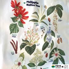 philippine native flowering trees