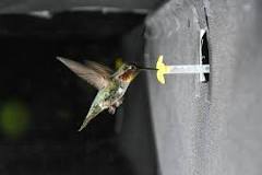 How hummingbirds hum | NSF - National Science Foundation