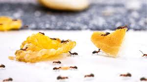 get rid of ants with a handy item from