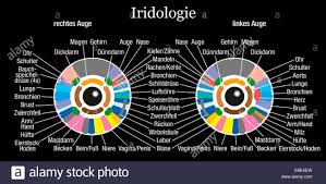 Iris Diagnostic Or Iridology Chart With Description Of The