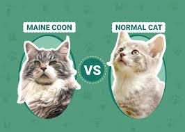 maine vs normal cat size