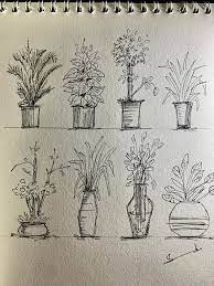 Plant Sketches Plant Drawing Drawings