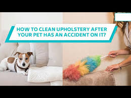pet vomit from carpet