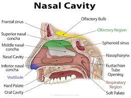 nasal cavity definition anatomy