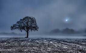 Image result for winter frost
