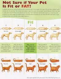 Image Result For Corgi Infographic Overweight Dog Healthy