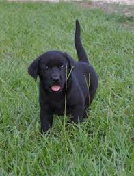 But don't take our word for it. Female Black Lab Pup For Sale Lab Puppies Dog Friends Black Lab Puppies