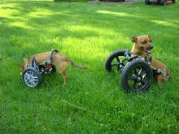dog wheelchairs for front leg