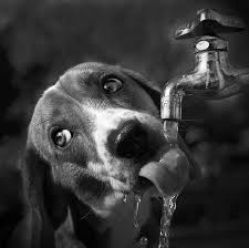 Resultado de imagen para imagenes de perros tomando agua