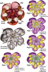You could send yellow roses to a friend for his or her birthday. Modularity Increases Rate Of Floral Evolution And Adaptive Success For Functionally Specialized Pollination Systems Communications Biology