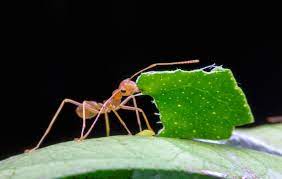 ants garden pests diseases