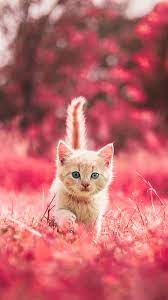 Beautiful Cat Kitten Little Hd Phone