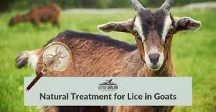 natural treatment for lice in goats