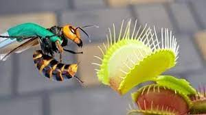 The venus flytrap (dionaea muscipula) is a carnivorous plant that catches and digests animal prey consisting mostly of insects and arachnids. Large Venus Flytrap Vs Giant Hornet Youtube