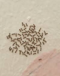 White Ermine Moth Larvae