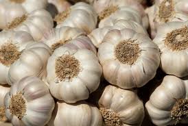 Garlic Planting Growing And Harvesting Garlic Bulbs The
