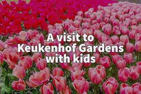 visit keukenhof gardens with kids