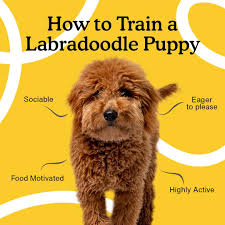 how to train a labradoodle puppy 8