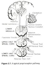 Chapter 3 The Longitudinal Neurologic Systems