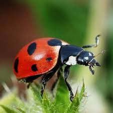 These armored creatures tend to patrol wide areas but we found the location in the image below to be the most consistent place to. Ladybug House Plans How To Build A Ladybug House Feltmagnet Crafts