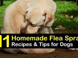 homemade flea spray recipes for dogs