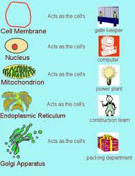 Cells Are Us Organization What We Know