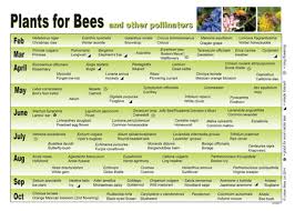Plants For Bees And Other Pollinators