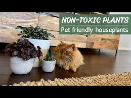 35 Non Toxic Pet Safe Houseplants Pet