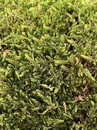 preserved carpet moss hypnum highland