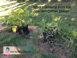 growing from the garden corner seeds