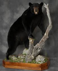 bear taxidermy mounts black bear mounts
