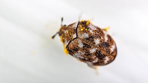are carpet beetles dangerous boo s