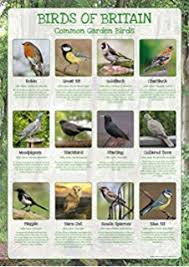 Laminated Know Your Birds British Uk England Great Britain