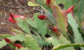 A christmas cactus usually only needs to be transplanted every three to four years. Propagating Christmas Cactus Easy Holiday Gifts Epic Gardening