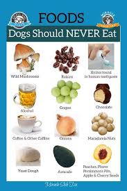 Foods Toxic To Dogs
