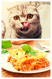 Kevin is not my cat, but i'm trying to convince him to be my cat. Can Cats Eat Lasagna Little Known Facts Faqcats Com