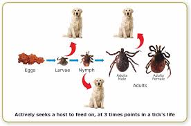 dog ticks tips to identify prevent