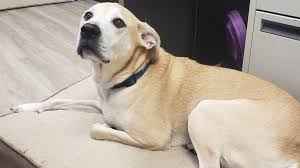 We have an online adoption application for those interested in adopting. Ohio Rescue Dog Returned To Shelter After Tragic End To First Adoption