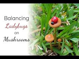 Kids Will Love To Balance Ladybugs On Mushroom Tops