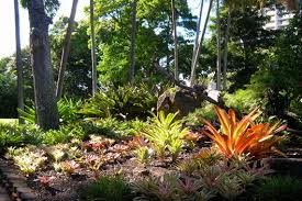 bromeliads of foster botanic garden