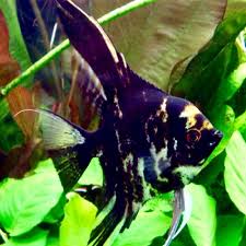 SCALAIRES (Pterophyllum scalare) Images?q=tbn:ANd9GcSbFCe-QcAWW8HSlFhY5DRBxKy4K3kivO3wSptEfKnD_nOGjboIAA&s