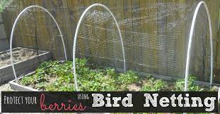How To Make Diy Bird Netting To Protect