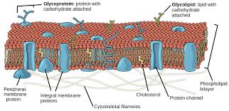 Structure Of The Plasma Membrane Article Khan Academy