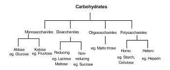 carbohydrates clification and exles