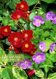 ground cover rosa fl stock photo by