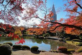 autumn color reports 2016 tokyo