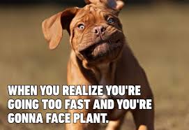 I ses this everywhere and i'm very confused. Funny Dog Memes That Are Sure To Make You Smile Reader S Digest
