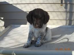 small munsterlander pointer litters at