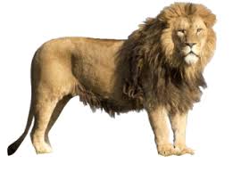lion png lion transpa background